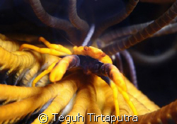 Commensal Squat Lobster, Captured at Bunaken, Manado, Ind... by Teguh Tirtaputra 